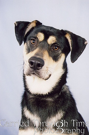 Pet